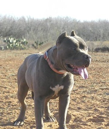 Dogs for sale-bully pitbull